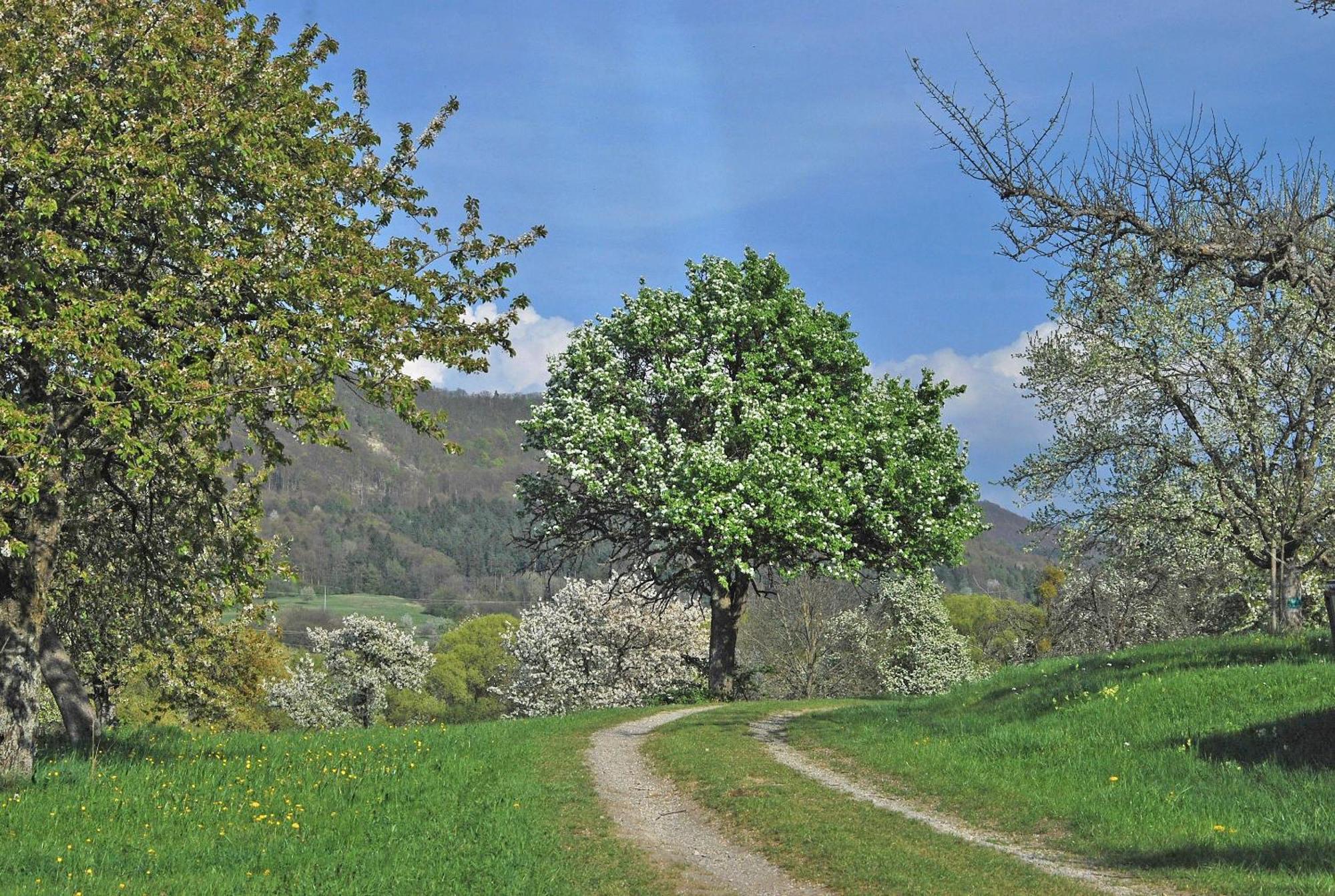 Ferienwohnungen beim Imker Mössingen Exterior foto