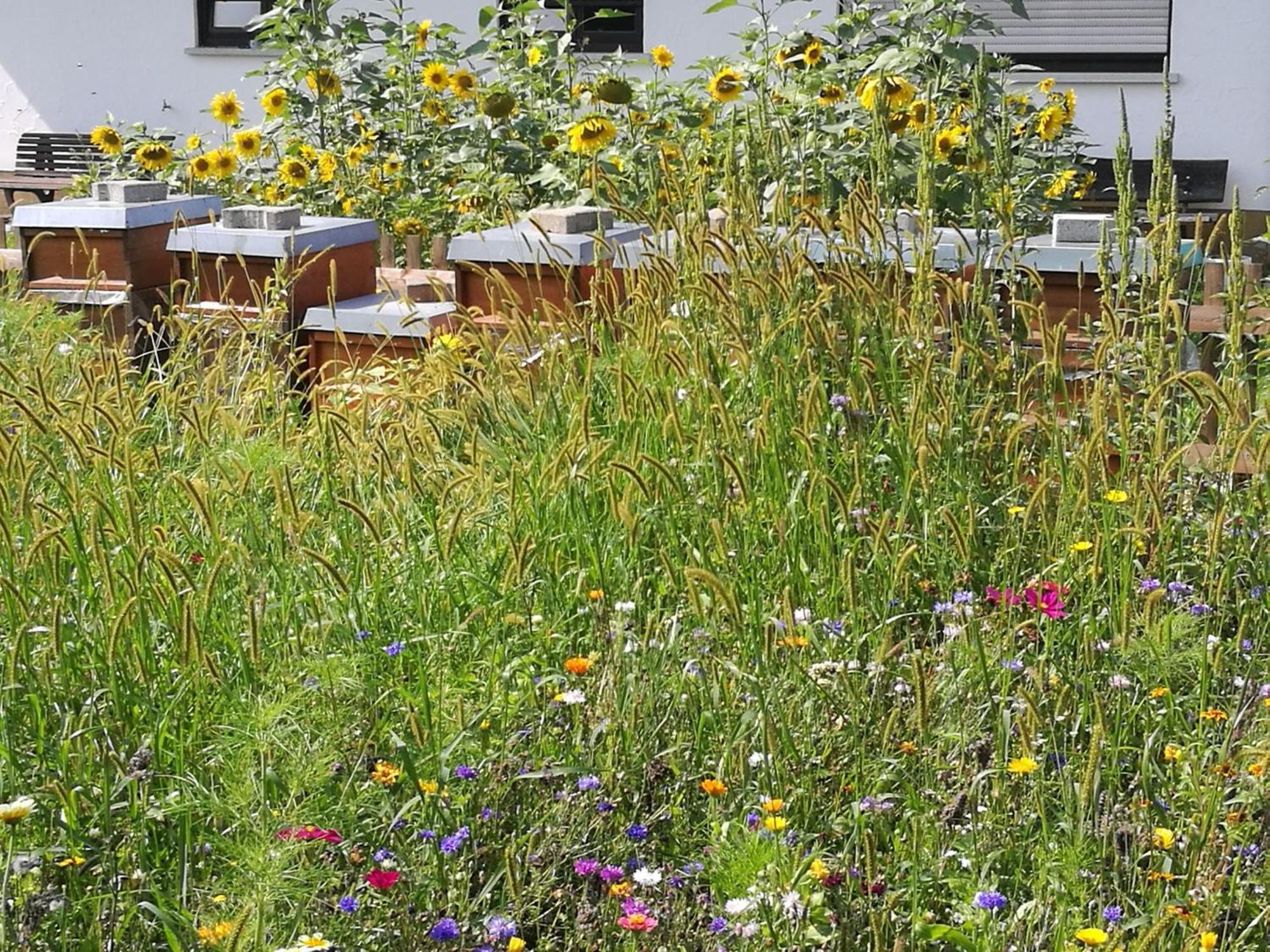 Ferienwohnungen beim Imker Mössingen Exterior foto