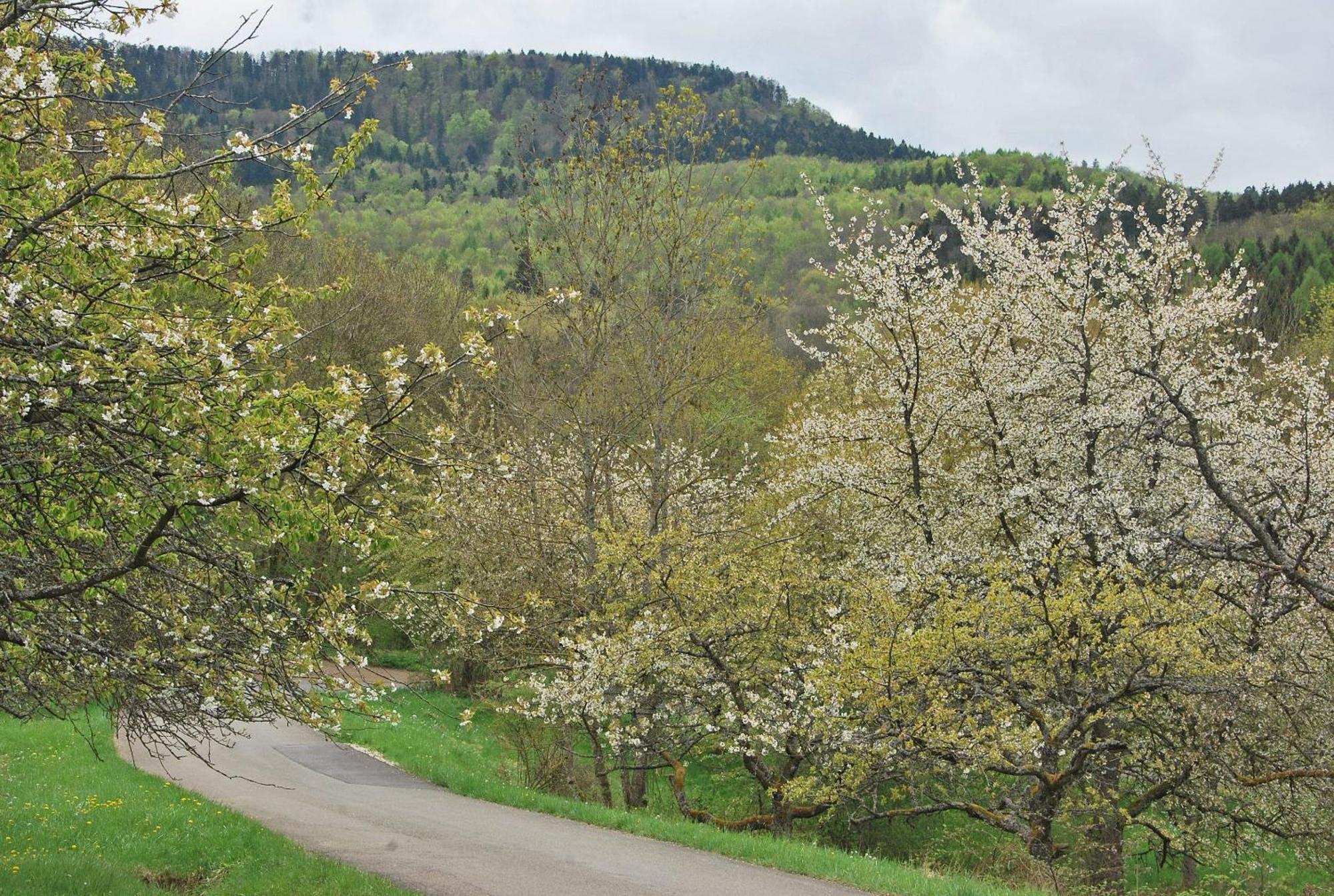 Ferienwohnungen beim Imker Mössingen Exterior foto